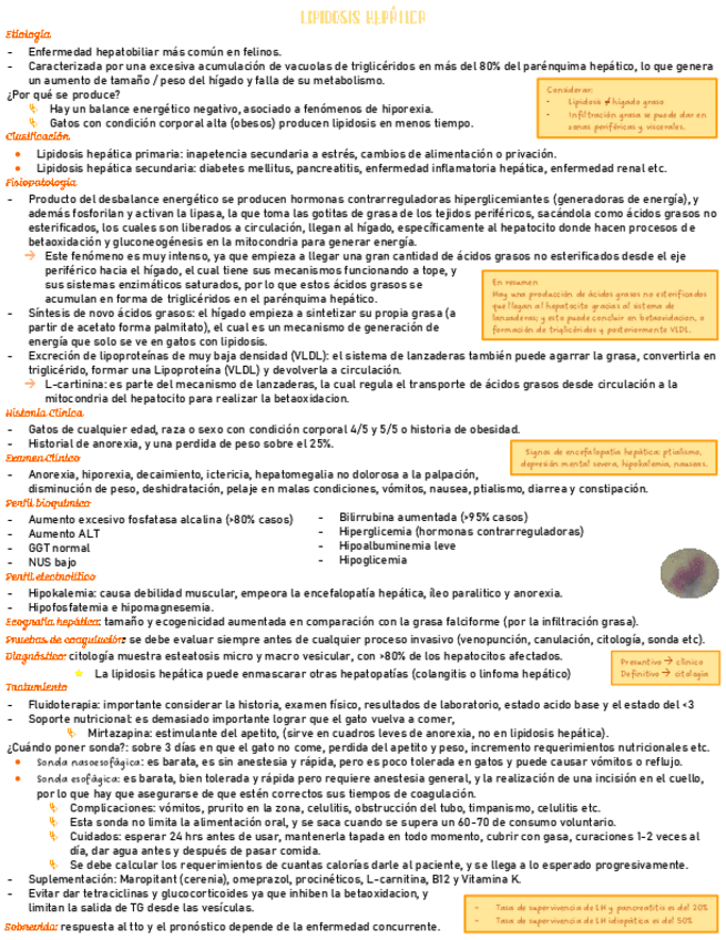 Miniatura del documento medicina-digestiva-felina-medicina.pdf