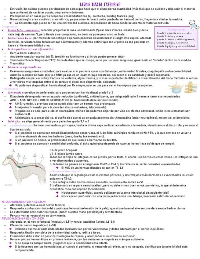 Miniatura del documento neuro-clase-medicina.pdf