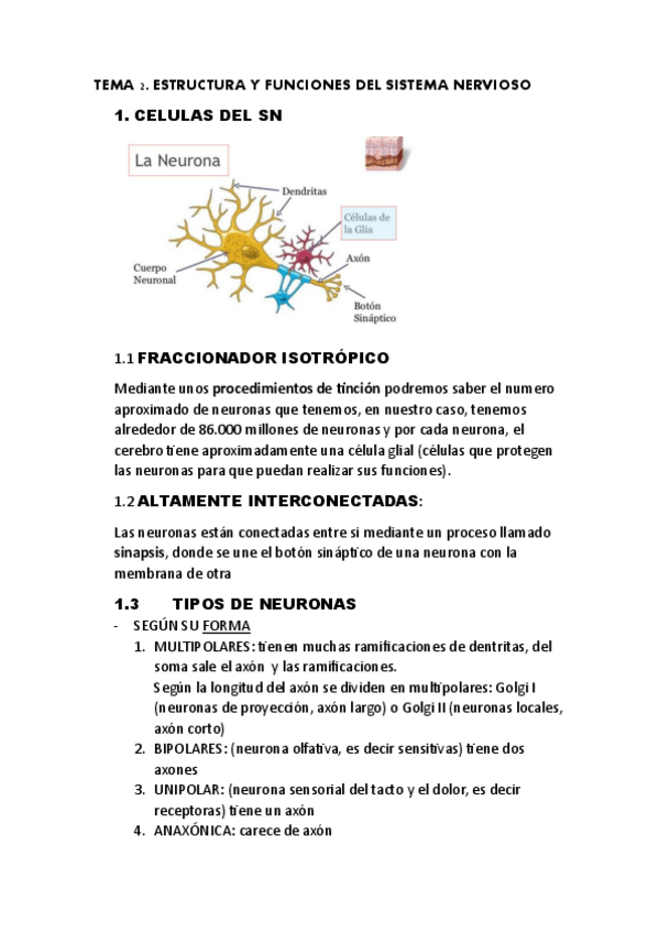 Miniatura del documento TEMA-2-ESTRUCTURA-Y-FUNCIONES-DEL-SN.pdf