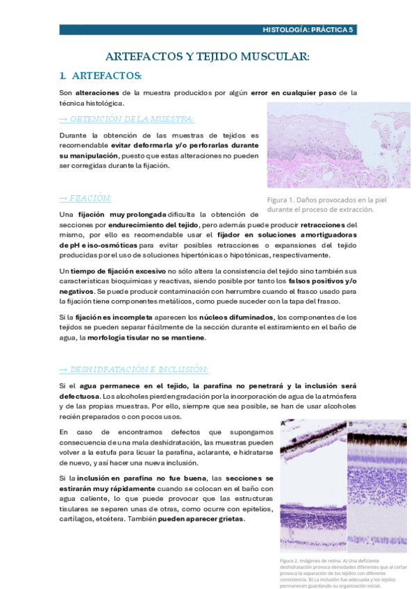 Miniatura del documento ARTEFACTOS-Y-TEJIDO-MUSCULAR.pdf