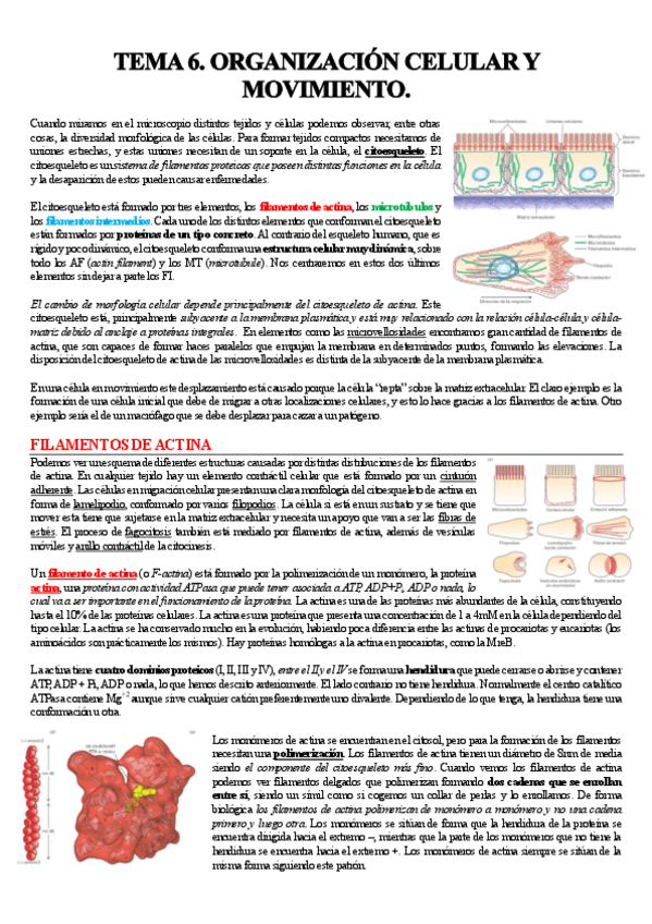 Miniatura del documento BCA-TEMA-6.pdf