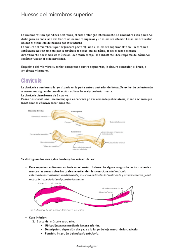Miniatura del documento Clavicula.pdf