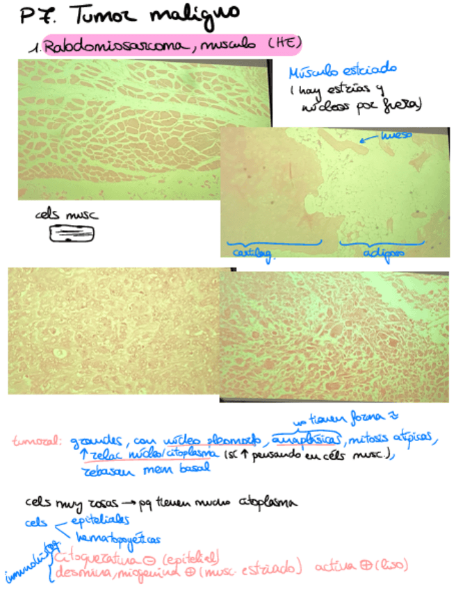 Miniatura del documento Practica-7-MOAPG.pdf