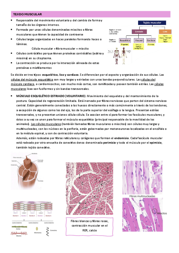 Miniatura del documento PRACTICAS-HISTOLOGIA-5-8.pdf