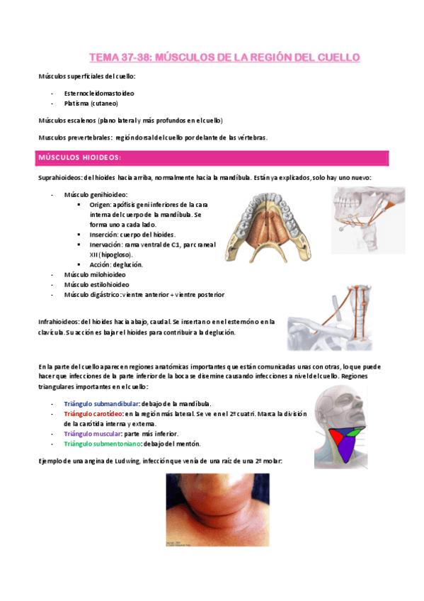 Miniatura del documento tema-37-38-musculos-del-cuello.pdf