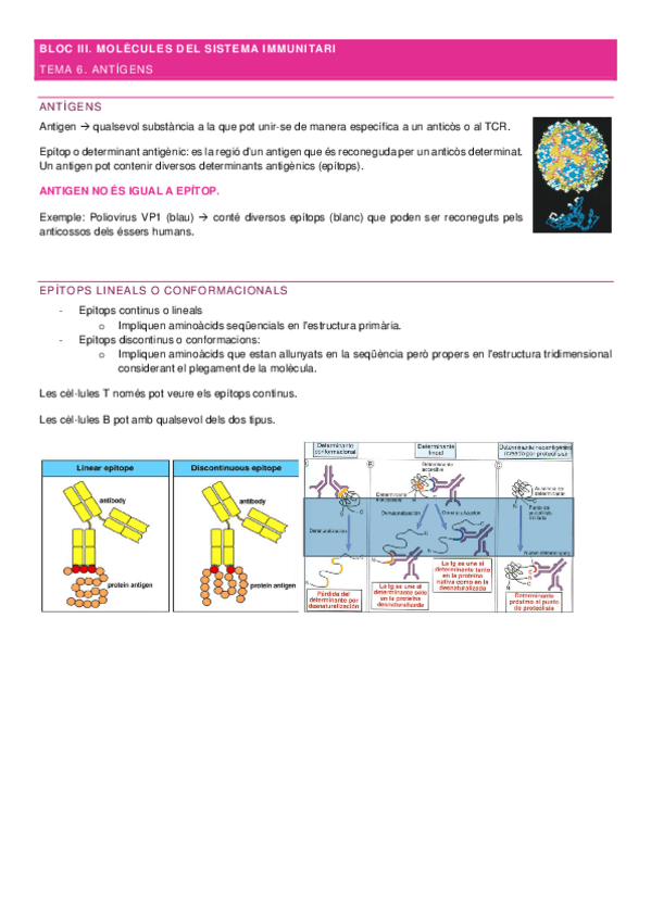 Miniatura del documento Apuntes-Immunologia-Bloc-III.pdf