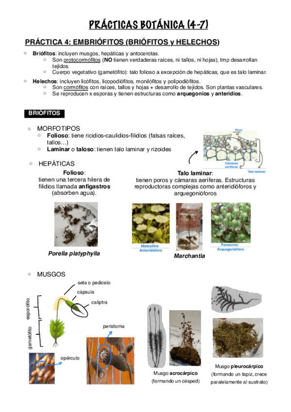 Miniatura del documento Practicas-4-7.pdf