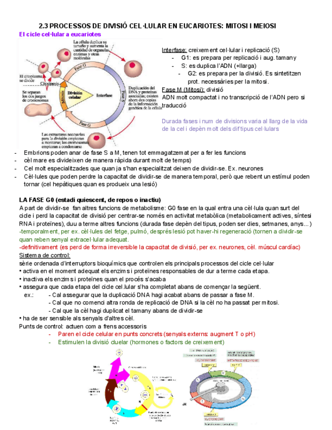 Miniatura del documento 2.3-Processos-de-divisio-celul.lar-en-eucariotes-mitosi-i-meiosi.pdf