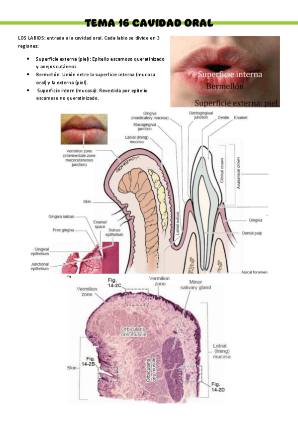 Miniatura del documento HISTOLOGIA-T19.pdf
