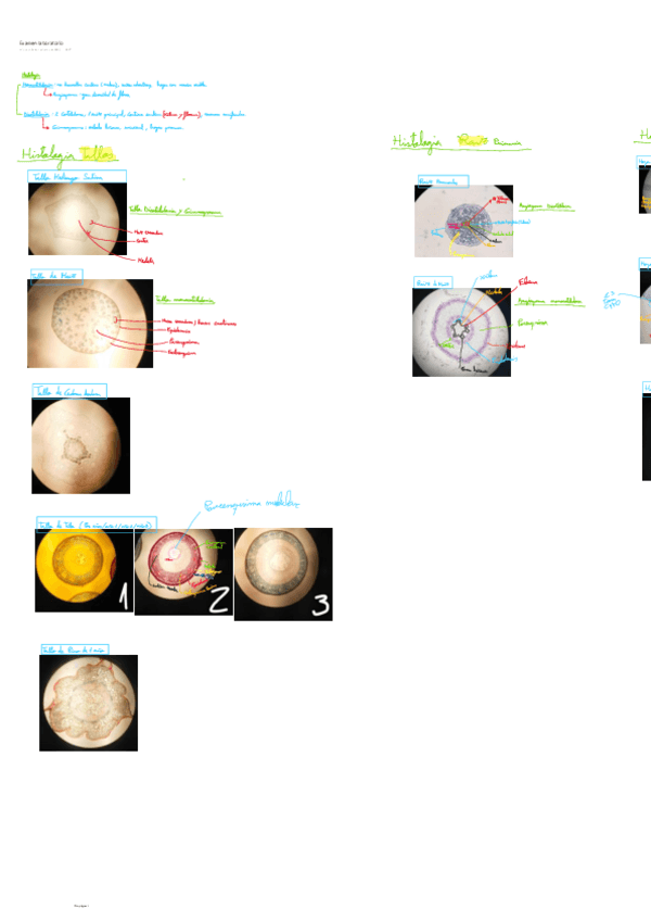Miniatura del documento Examen-laboratorio.pdf