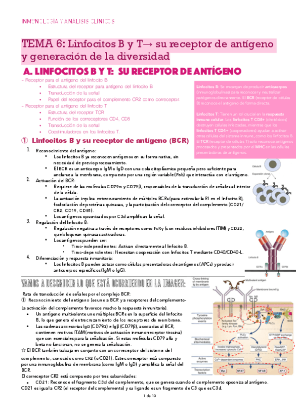Miniatura del documento TEMA-6-RECEPTOR-Y-DIVERSIDAD-DE-LINFOCITOS-B-y-T.pdf