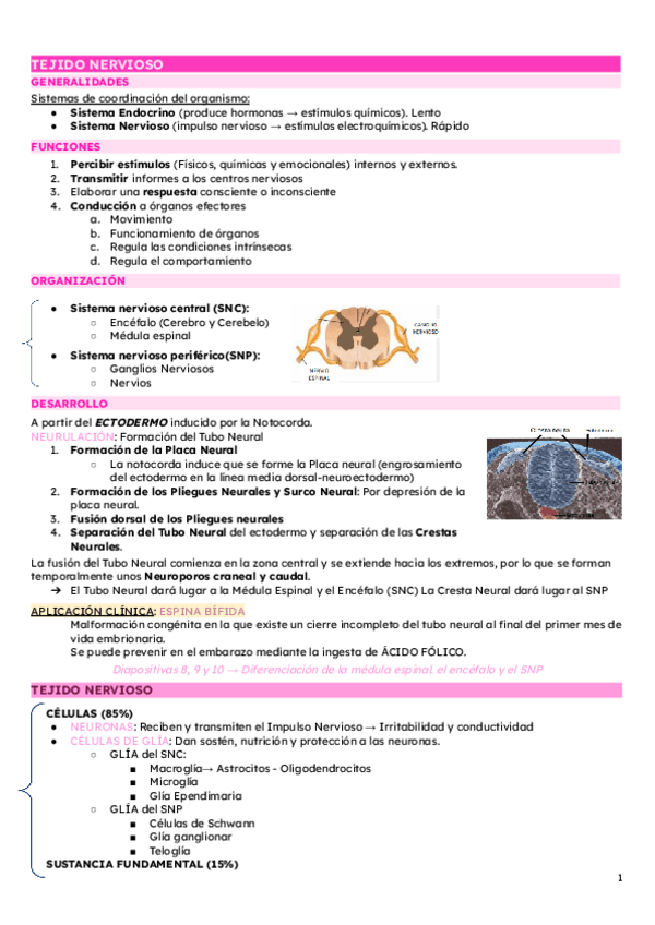 Miniatura del documento TEJIDO-NERVIOSO.pdf