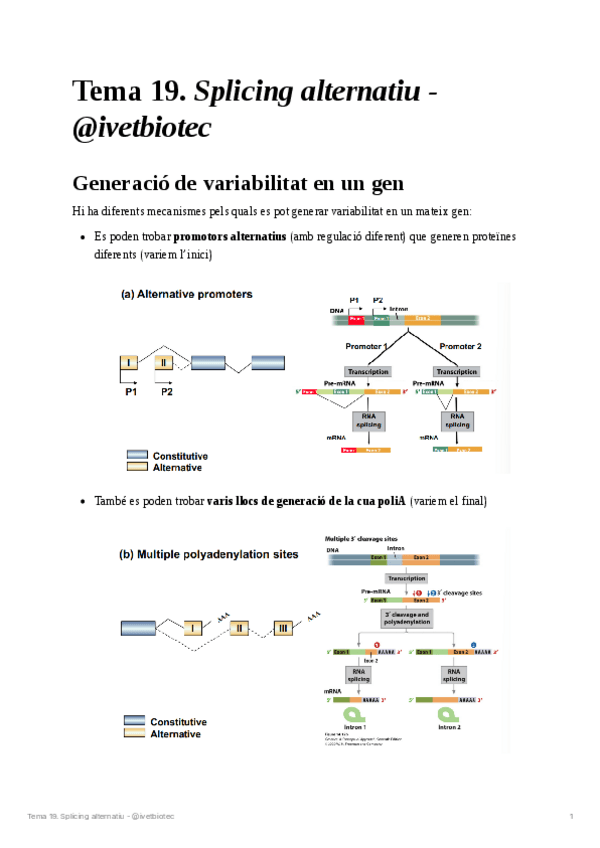 Miniatura del documento Tema-19Genetica-molecular.pdf