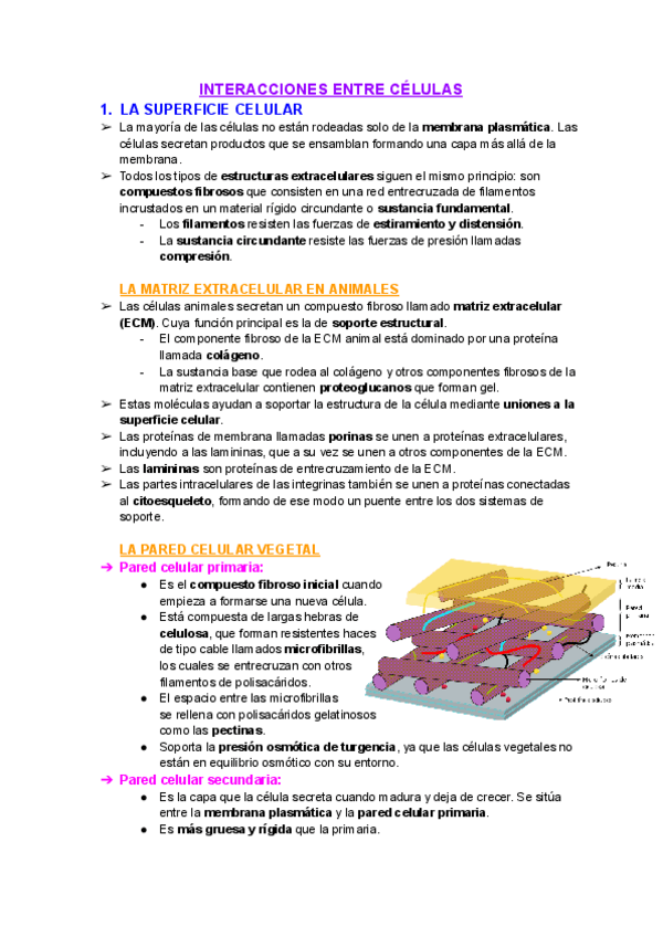 Miniatura del documento Tema-5-Interacciones-entre-celulas.pdf