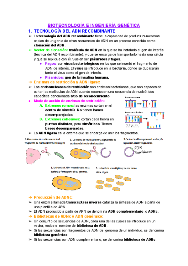 Miniatura del documento Tema-12-Biotecnologia-e-Ingenieria-Genetica.pdf