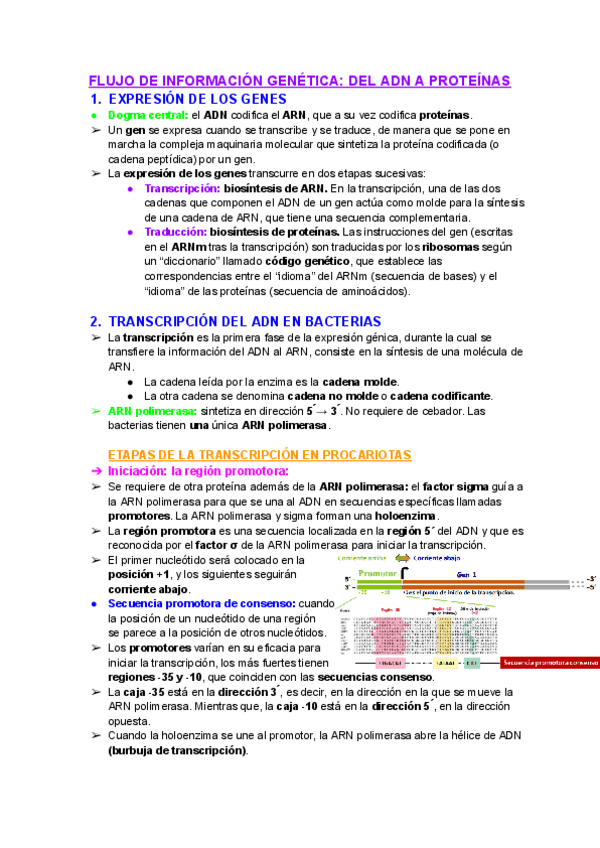 Miniatura del documento Tema-10-Flujo-de-informacion-genetica-del-ADN-a-proteinas.pdf