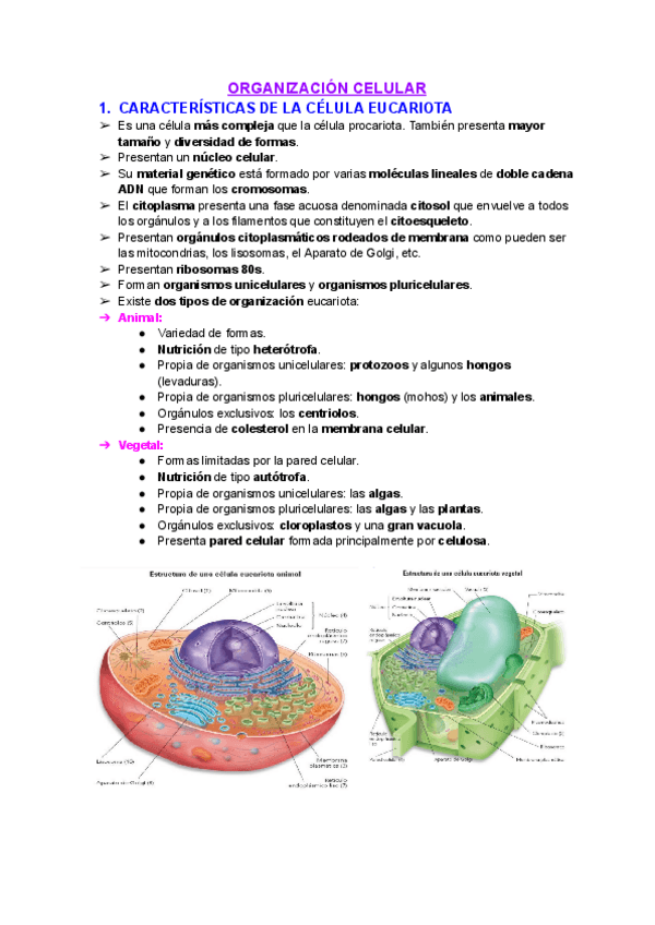 Miniatura del documento Tema-4-La-celula-organizacion-celular.pdf