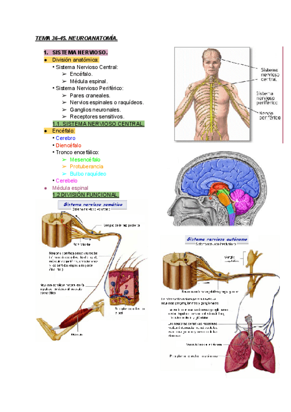 Miniatura del documento TEMA-36-45-ANATOMIA-IMP.pdf