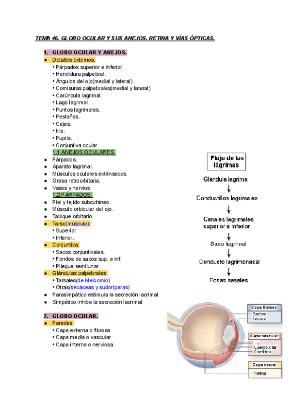 Miniatura del documento TEMA-46-ANATOMIA-IMP.pdf