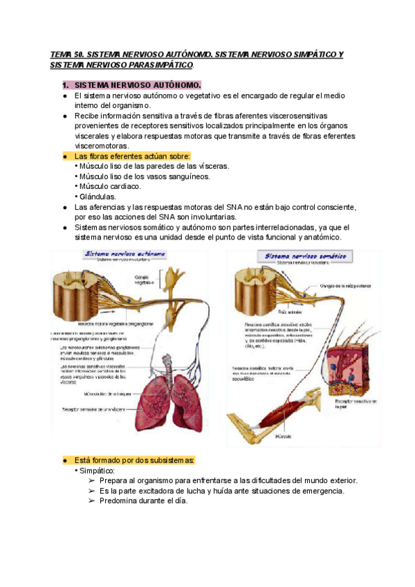 Miniatura del documento TEMA-50-ANATOMIA-IMP.pdf