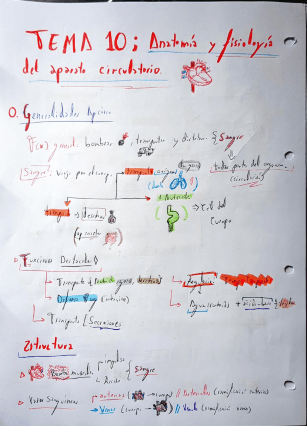 Miniatura del documento Anatomia-del-Corazon.pdf