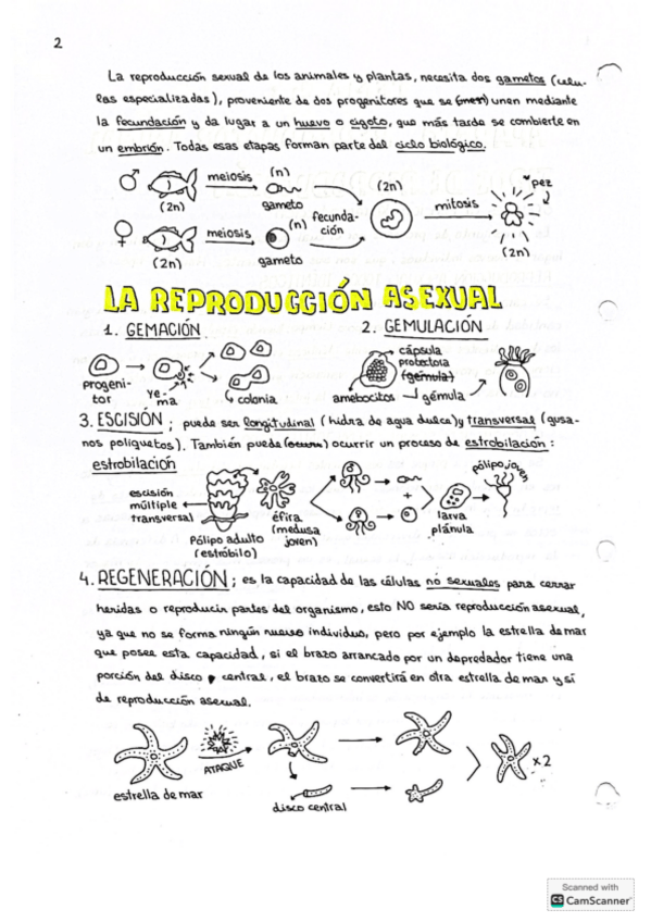 Miniatura del documento Tema-4-aparato-reproductor-animal.pdf