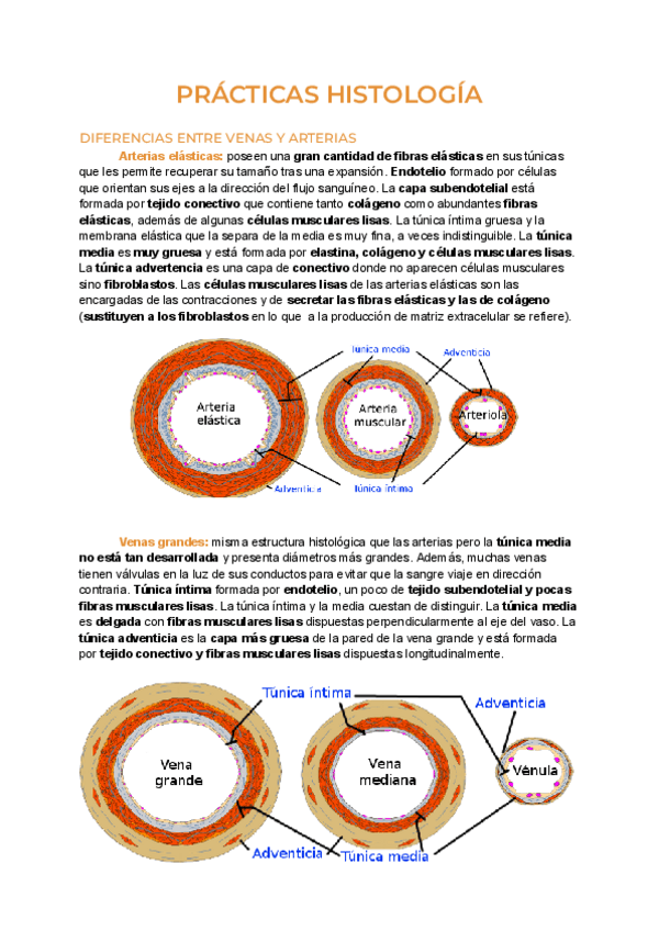 Miniatura del documento Practica-7-histologia-organografia.pdf