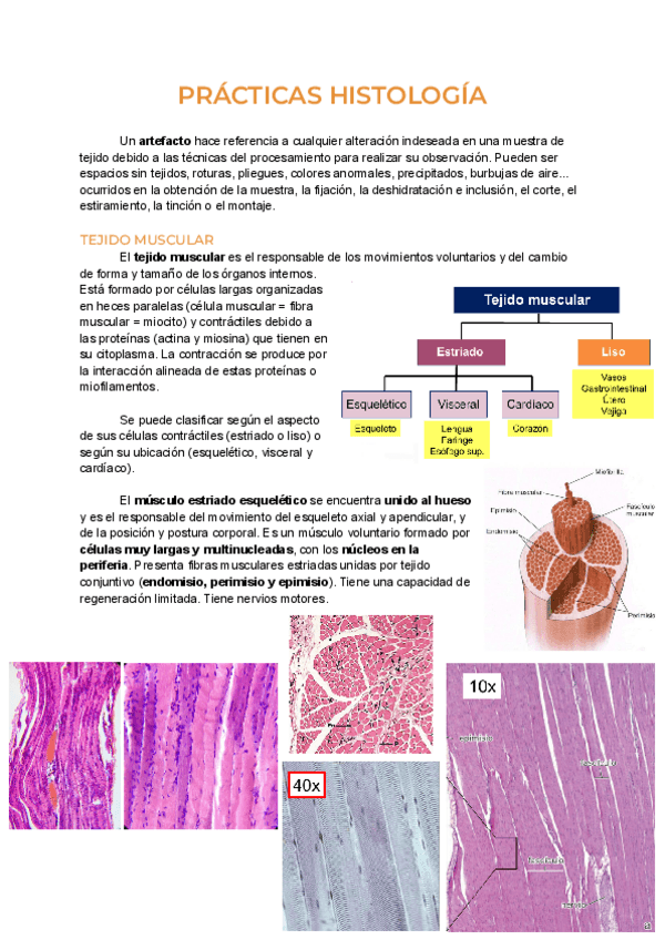 Miniatura del documento Practica-histologia-tejido-muscular.pdf