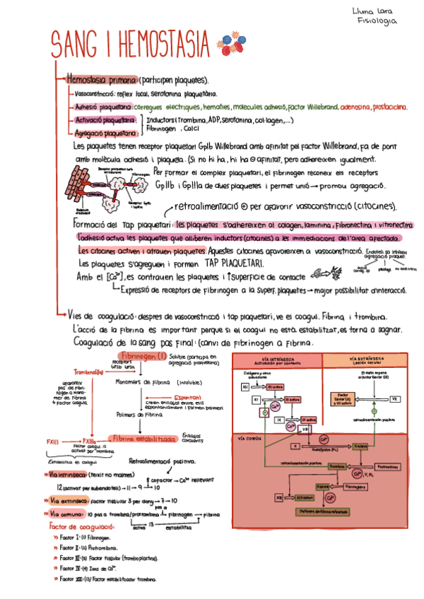 Miniatura del documento Sang-i-hemostasia-2-resumenes-complet.pdf