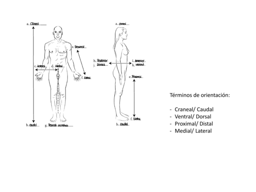 Miniatura del documento Ilustraciones-examen-final-anatomia.pdf
