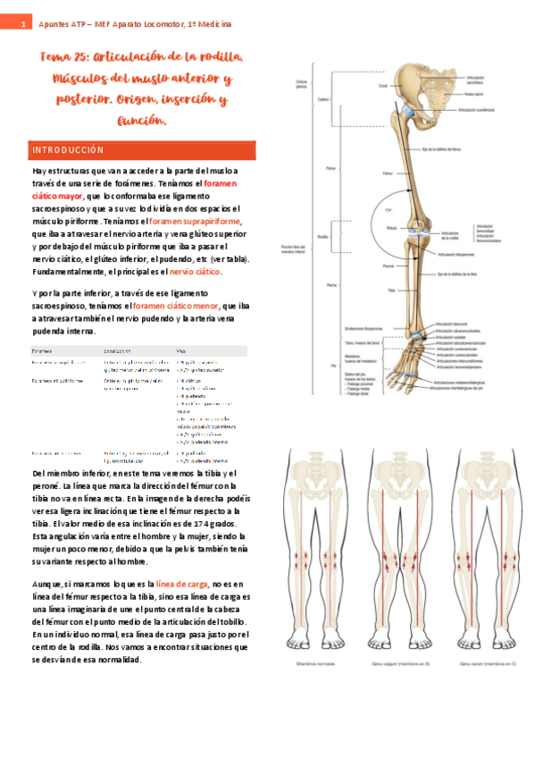 Miniatura del documento tema-25-ap-locomotor.pdf
