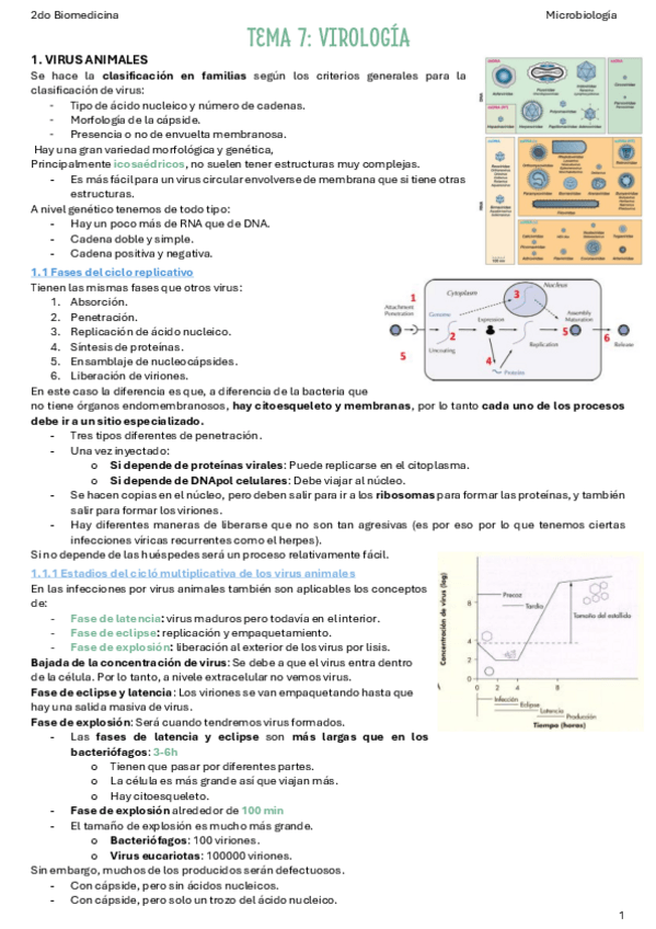 Miniatura del documento T7.2-Virologia.pdf