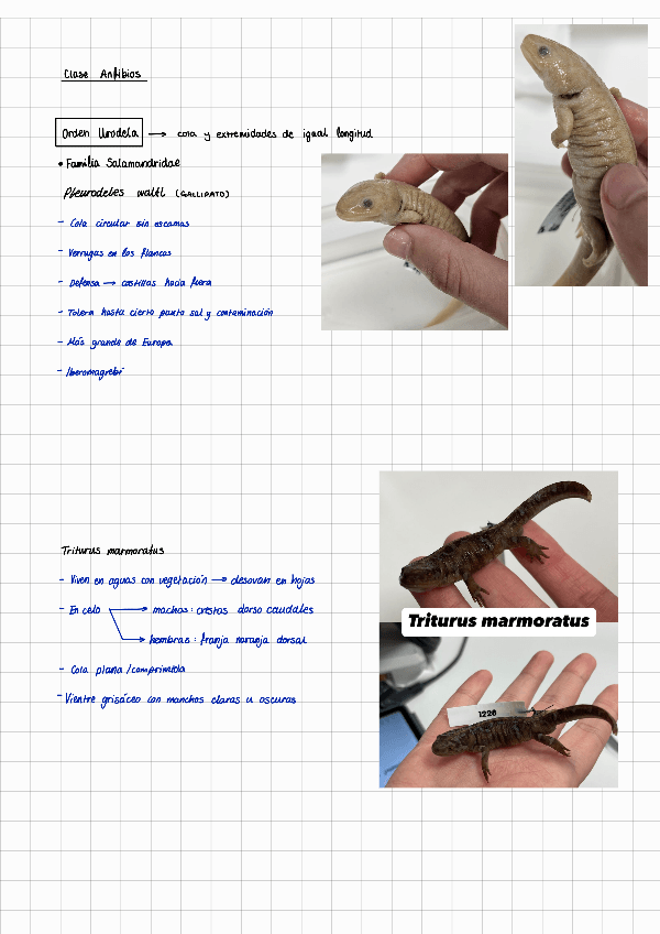 Miniatura del documento Generos-Practica-7-Anfibios-y-reptiles.pdf