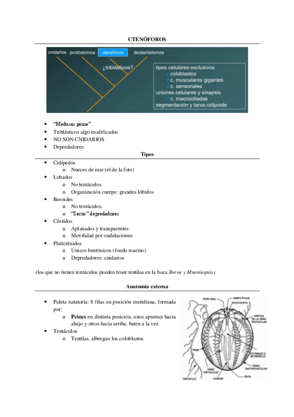 Miniatura del documento 4.-Ctenoforos.pdf