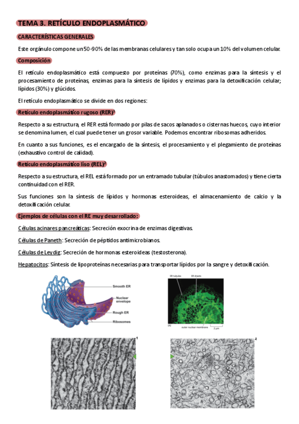 Miniatura del documento Reticulo-endoplasmatico.pdf
