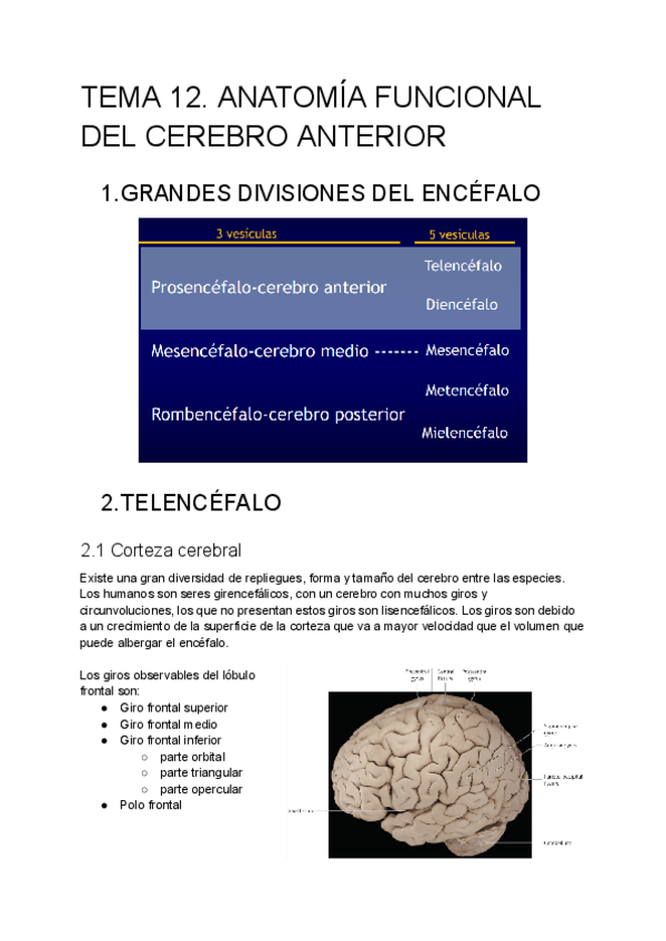 Miniatura del documento TEMA-12.-ANATOMIA-FUNCIONAL-DEL-CEREBRO-ANTERIOR.pdf