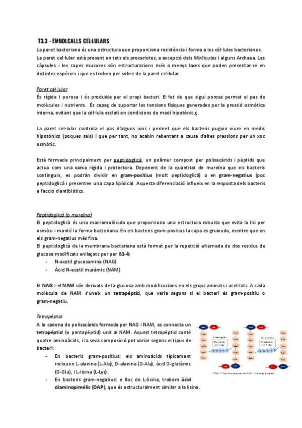 Miniatura del documento T3.3-Estructura-bacteriana.pdf