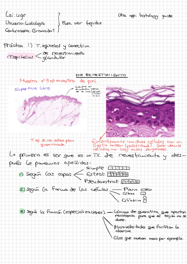 Miniatura del documento Apuntes-practicas-histologia.pdf