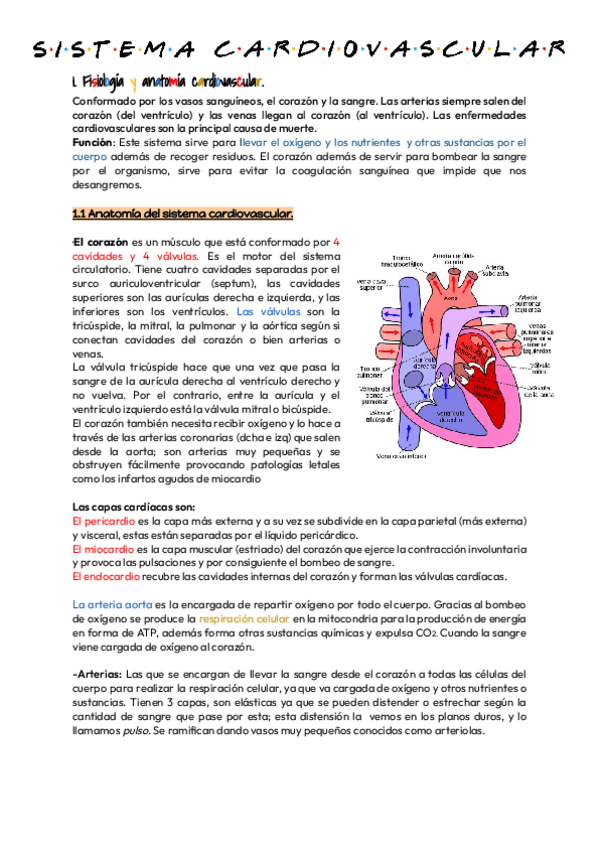 Miniatura del documento Apuntes-RA-3-Sistema-cardiovascular.pdf