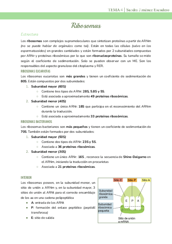 Miniatura del documento Tema-4-Ribosomas.pdf