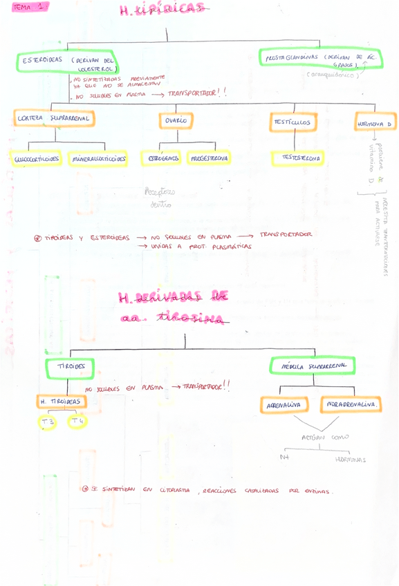 Miniatura del documento Hormonas-Tema-1.pdf