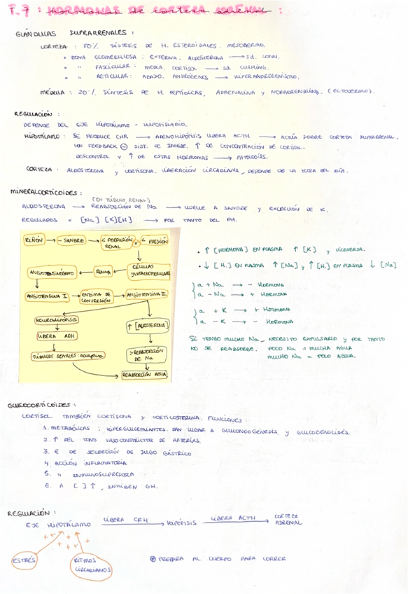 Miniatura del documento Hormonas-de-corteza-adrenal.pdf