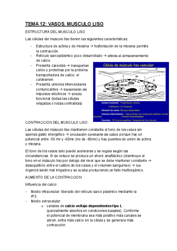 Miniatura del documento TEMA-12.-VASOS.-MUSCULO-LISO..pdf