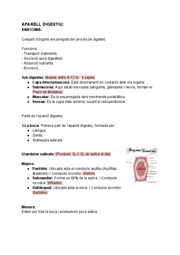Miniatura del documento ANATOMIA-I-FISIOLOGIA-APARELL DIGESTIU-.pdf