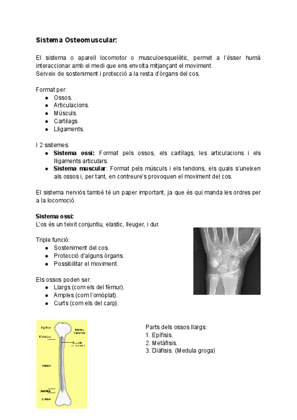 Miniatura del documento Sistema-Osteomuscular.pdf