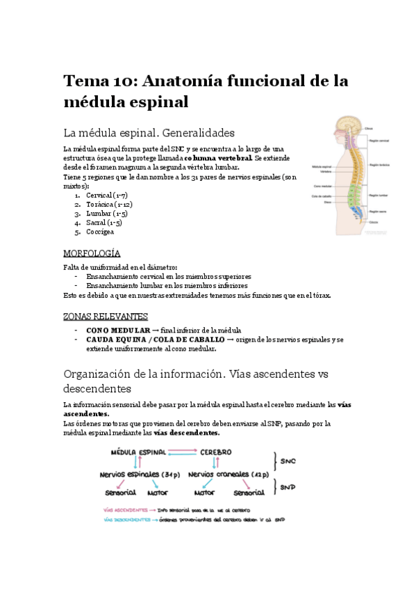 Miniatura del documento Tema-10-Anatomia-funcional-de-la-medula-espinal.pdf