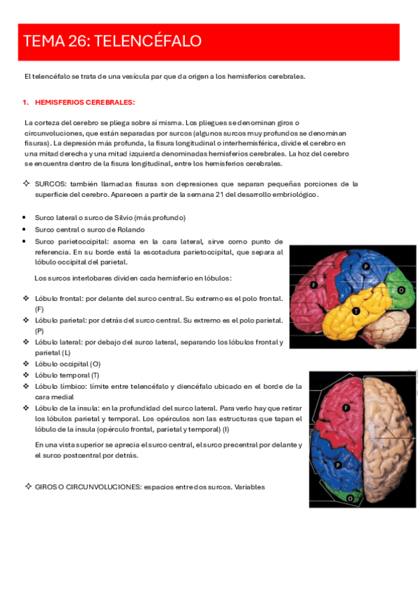 Miniatura del documento TEMA-26.-TELENCEFALO.pdf