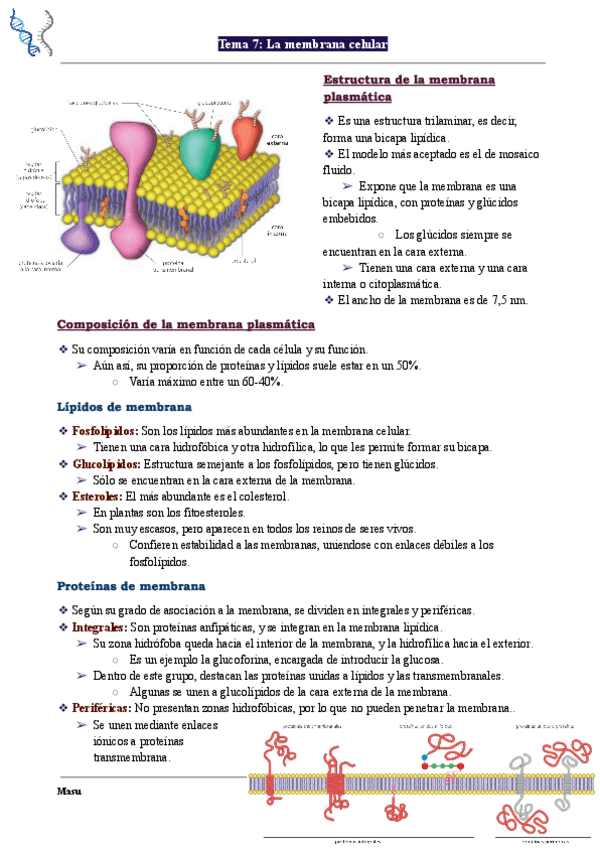 Miniatura del documento Biologia-Tema-7-La-membrana-celular.pdf