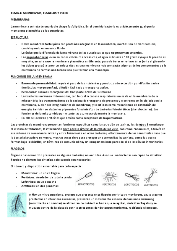 Miniatura del documento TEMA-4.-MEMBRANA-FLAGELOS-Y-PELOS.pdf