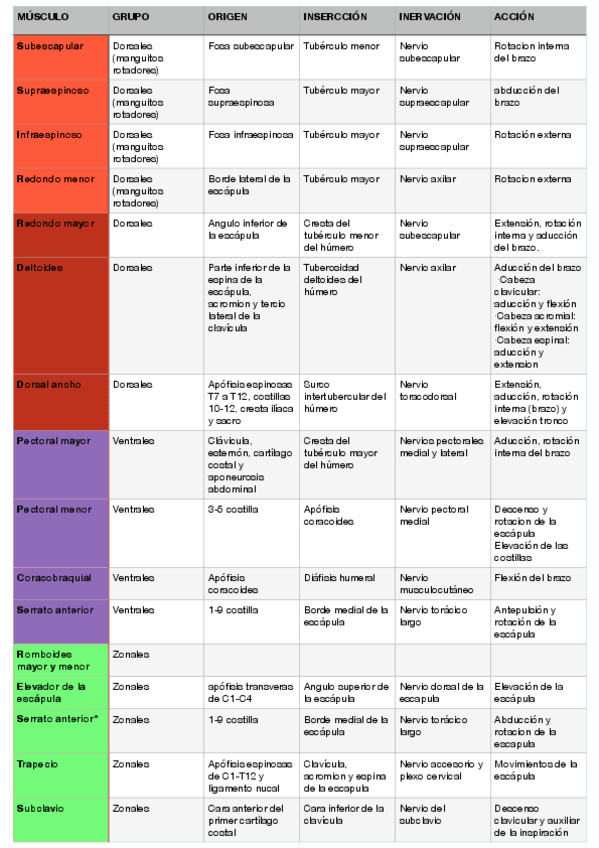 Miniatura del documento Anatomia-Musculos-Extremidad-superior.pdf